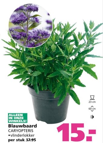 Ranzijn Blauwbaard CARYOPTERIS aanbieding