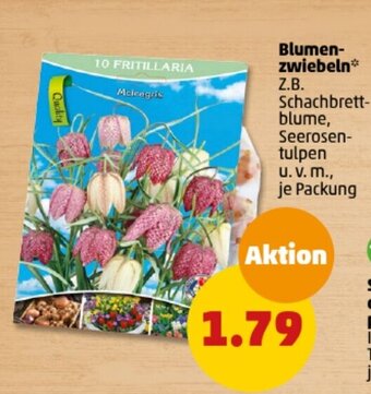 PENNY DE Blumen-zwiebeln aanbieding