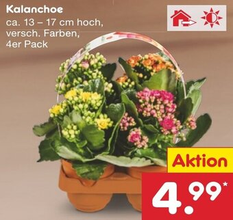 Netto Marken-Discount DE Kalanchoe aanbieding