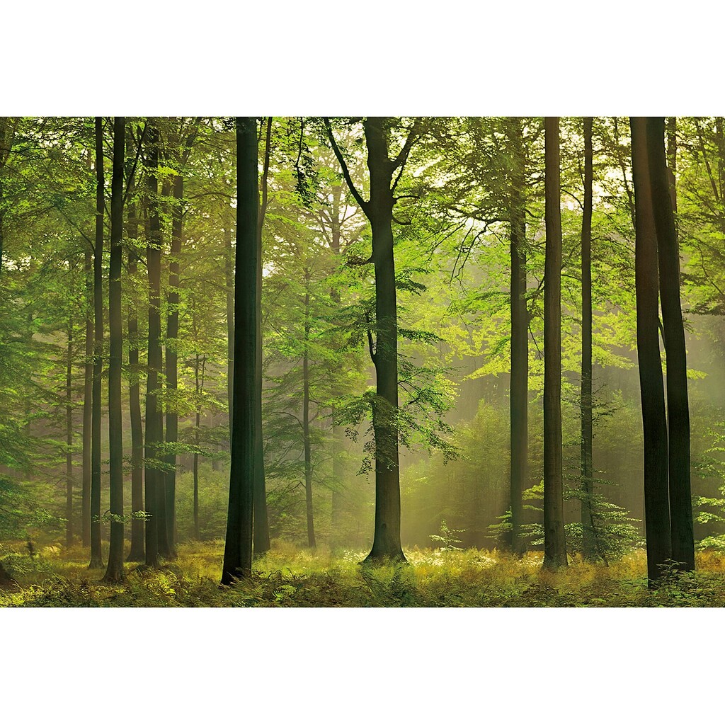 Home24 Fotobehang autumn forest ii aanbieding