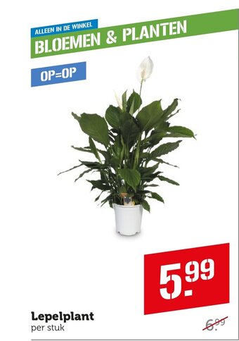 Coop Lepelplant aanbieding