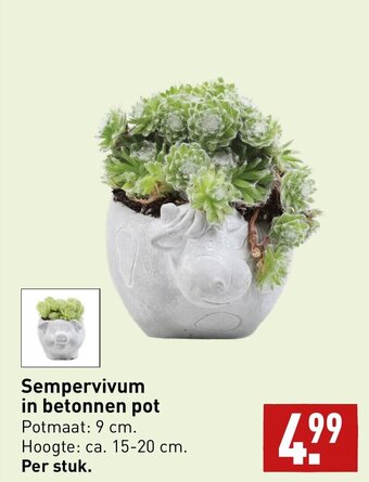 ALDI Sempervivum in betonnen pot aanbieding