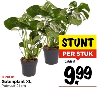 Vomar Voordeelmarkt Gatenplant XL aanbieding