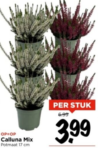 Vomar Voordeelmarkt Calluna Mix Potmaat 17 cm aanbieding