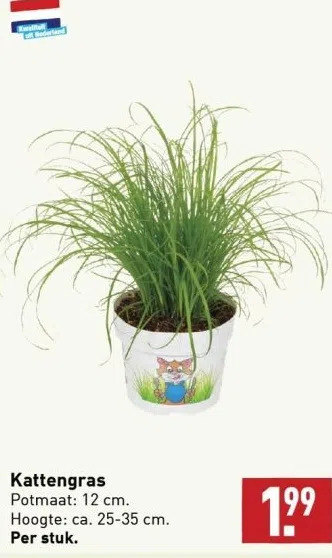 ALDI Kattengras potmaat: 12 cm. hoogte: ca. 25-35 cm. per stuk. aanbieding