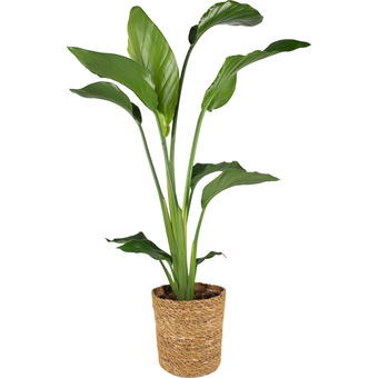Dekamarkt Bloemen strelitzia aanbieding