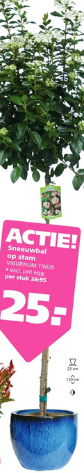 Ranzijn Sneeuwbal op stam aanbieding