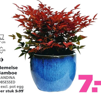 Ranzijn Hemelse bamboe aanbieding