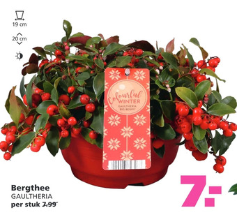 Ranzijn Bergthee gaultheria aanbieding