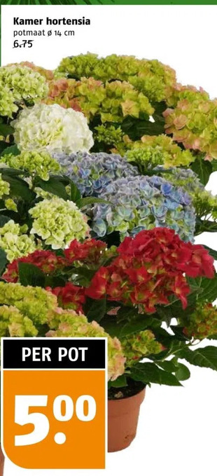 Poiesz Kamer hortensia potmaat ø 14 cm 6.75 aanbieding