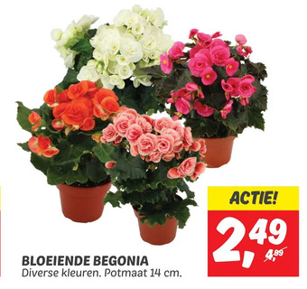 Dekamarkt Bloeiende begonia aanbieding