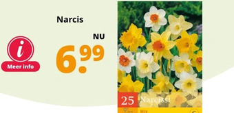 GroenRijk Narcis aanbieding