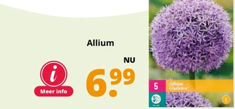 GroenRijk Allium aanbieding