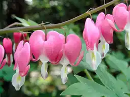 Intratuin Gebroken hartje (dicentra spectabilis) aanbieding