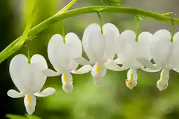 Intratuin Gebroken hartje (dicentra spectabilis 'alba') aanbieding