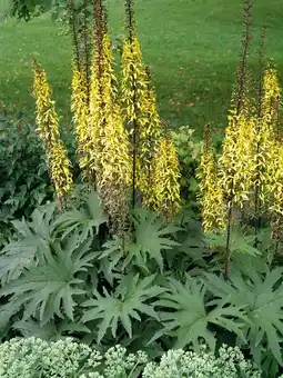 Intratuin Kruiskruid (ligularia przewalskii) aanbieding