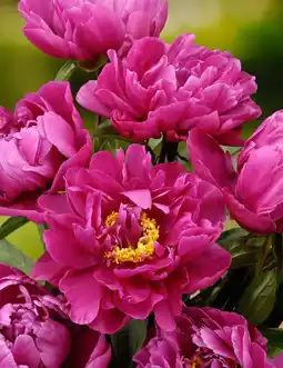 Intratuin Pioenroos (paeonia (ld) 'karl rosenfield') aanbieding