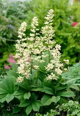 Intratuin Schout-bij-nacht (rodgersia pinnata) aanbieding