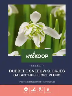 Welkoop Welkoop select sneeuwklokje flore pleno - bloembollen - 8 stuks aanbieding