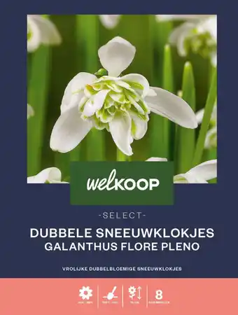 Welkoop Welkoop select sneeuwklokje flore pleno - bloembollen - 8 stuks aanbieding