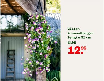 Welkoop Violen in wandhanger lengte 52 cm aanbieding