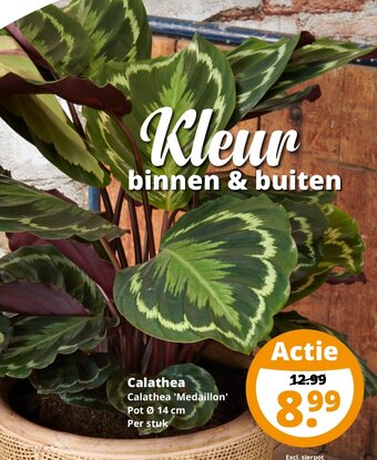 GroenRijk Calathea Calathea 'Medaillon' Pot 14 cm aanbieding