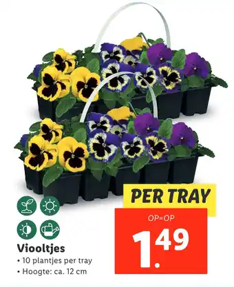 Lidl Viooltjes aanbieding