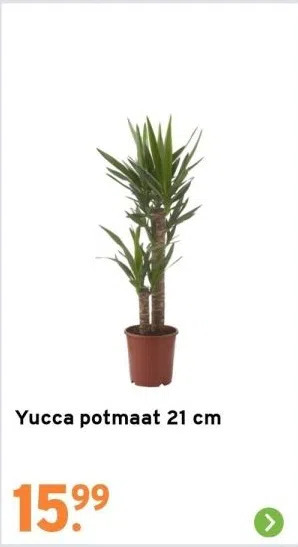 GAMMA Yucca potmaat 21 cm aanbieding