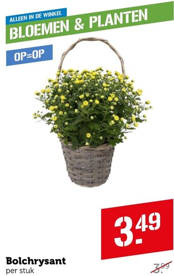 Coop Bolchrysant aanbieding