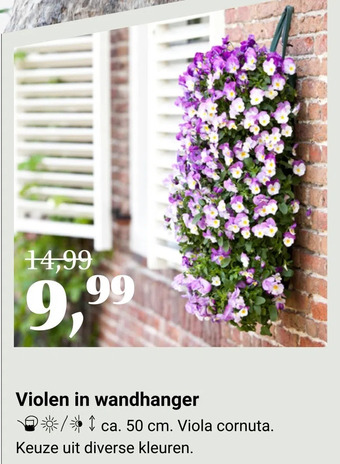 Tuincentrum Osdorp Violen in wandhanger aanbieding