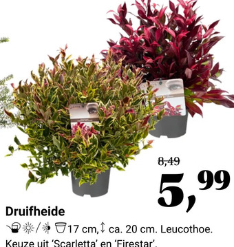 Tuincentrum Osdorp Druifheide aanbieding