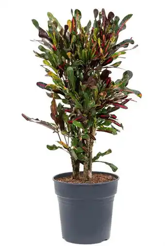 123Planten Croton mammi aanbieding