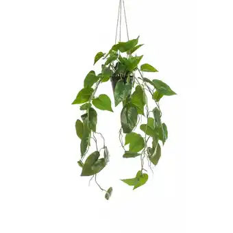 fonQ Fleurdirect hangplant philodendron - groen - polyester aanbieding
