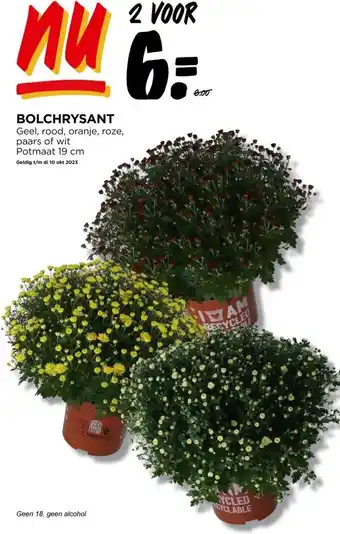 Jumbo Bolchrysant geel, rood, oranje, roze, paars of wit potmaat 19 cm geldig t/m di 10 okt 2023 aanbieding