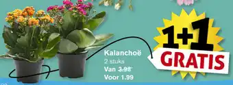 Hoogvliet Kalanchoe aanbieding