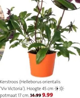 Intratuin Kerstroos (helleborus orientalis 'viv victoria'). aanbieding