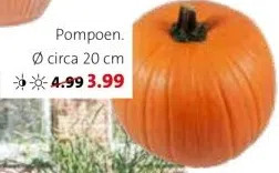 Intratuin Pompoen. aanbieding