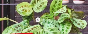 Intratuin 4. maranta. aanbieding