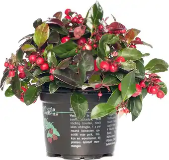 Intratuin Bergthee (gaultheria procumbens) d 13 h 10 cm aanbieding