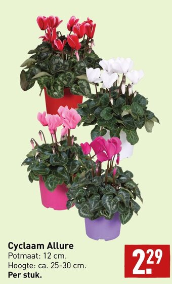 ALDI Cyclaam Allure aanbieding