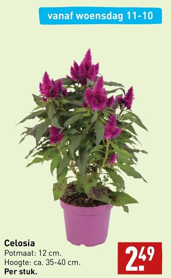 ALDI Celosia aanbieding