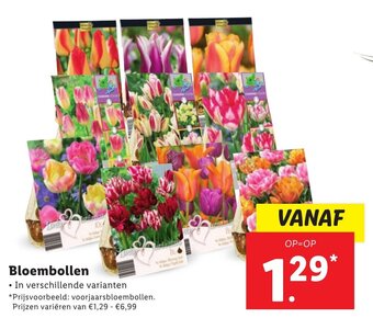 Lidl Bloembollen aanbieding
