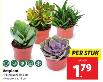 Lidl Vetplant aanbieding