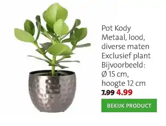 Intratuin Pot Kody 15cm aanbieding