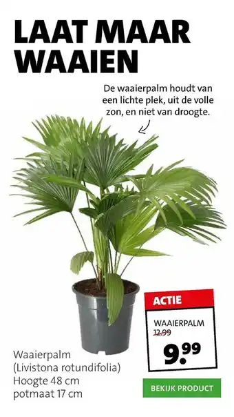 Intratuin Waaierpalm (Livistona Rotundifolia) aanbieding