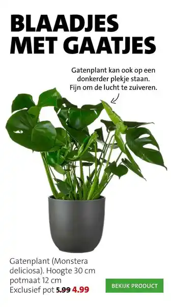 Intratuin Gatenplant (Monstera Deliciosa) 12cm aanbieding