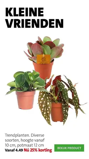 Intratuin Trendplanten 25% Korting 12cm aanbieding