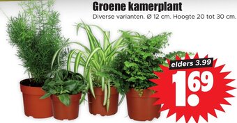 Dirk Groene kamerplant aanbieding