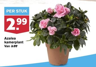 Hoogvliet Azalea kamerplant aanbieding