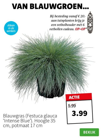 Intratuin Blauwgras (Festuca glauca 'Intense Blue'). aanbieding